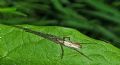 Tetragnatha sp.